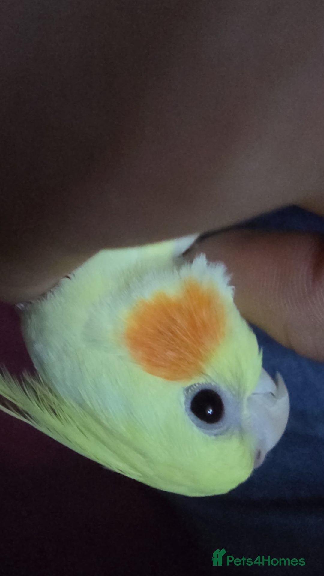 Cockatiels birds for sale: Cockateil for rehoming - Advert 1