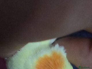 Cockatiels birds Cockateil for rehoming - Advert 1