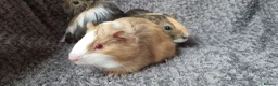 Guinea Pig rodents for sale: Bonded pair of boars - Advert 13