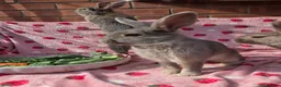 Mixed Breed rabbits for sale: 4 very tame Blue fawn plush mini lop rabbit - Advert 36