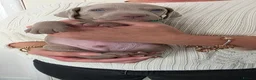 Weimaraner dogs for sale: Champion bloodline silver weimaraner puppies  - Advert 8