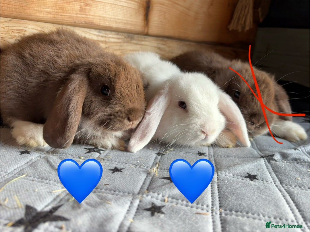 Mini Lop rabbits for sale: 4 beautiful mini lop babies  - Image 5