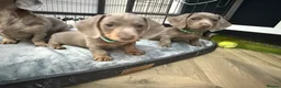 Miniature Dachshund dogs for sale: miniature daschunds puppies  - Advert 18