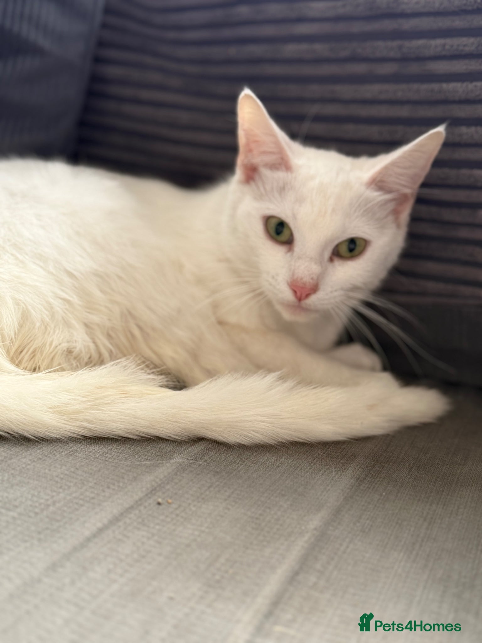 European cats for sale: £20-£50 kittens ready to go - Advert 10