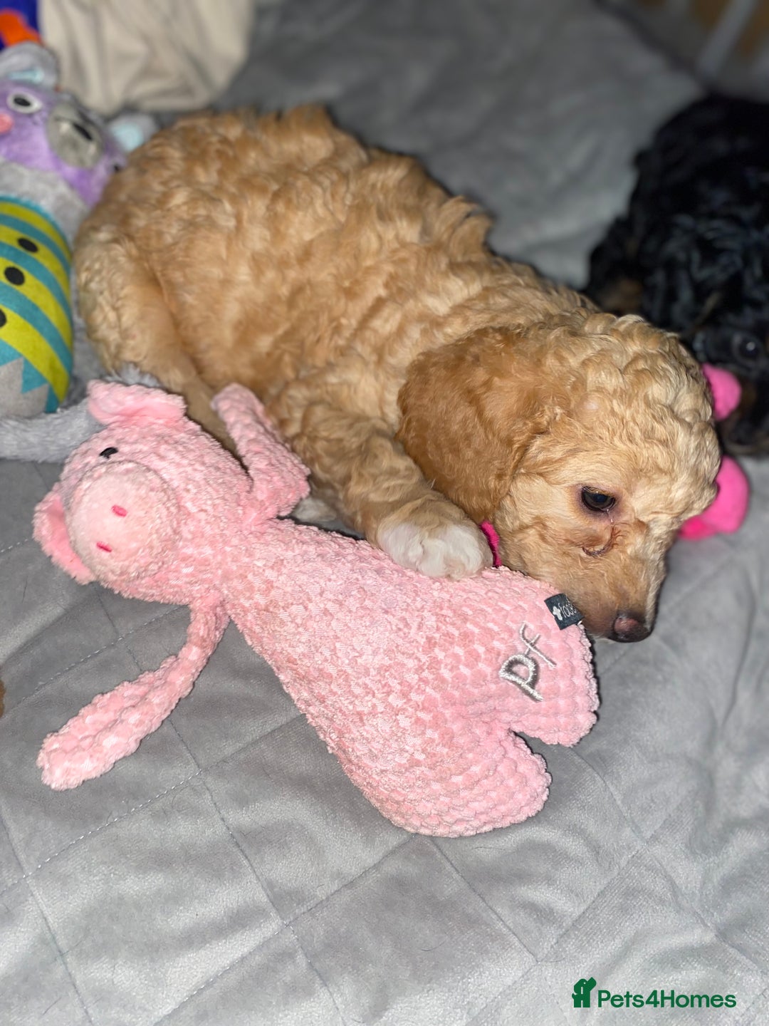 Cockapoo dogs for sale: ADD UPTO DATEREAD IN FULL  - Advert 27