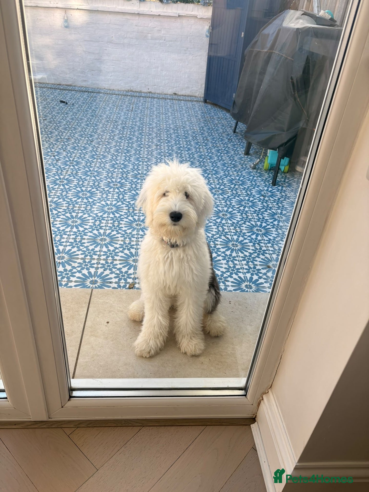 Old English Sheepdog dogs Female old English sheepdog  - Advert 2
