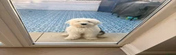 Old English Sheepdog dogs for sale: Female old English sheepdog  in Ongar - Advert 1