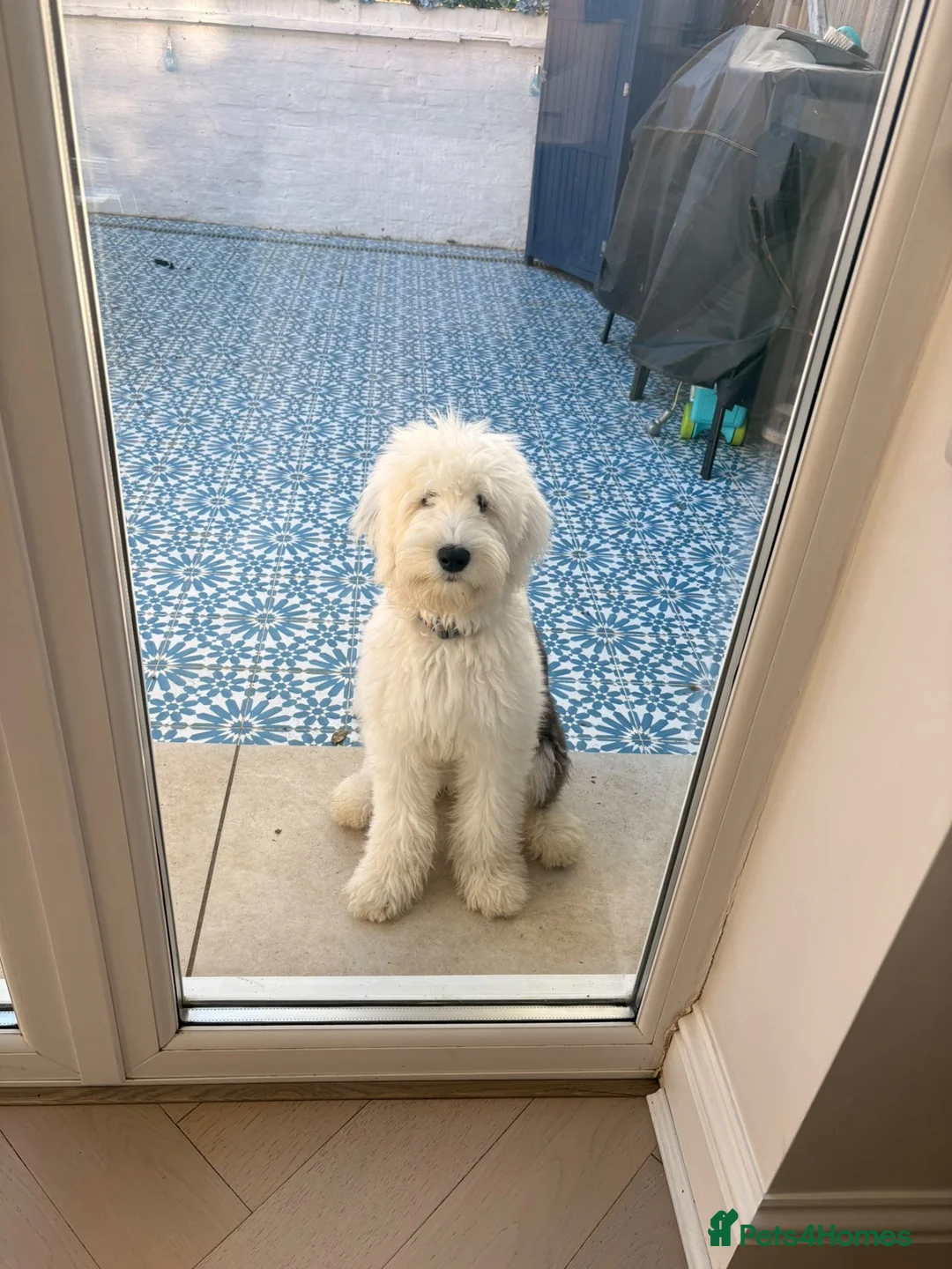 Old English Sheepdog dogs for sale: Female old English sheepdog  in Ongar - Advert 1
