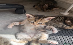 Mixed Breed cats for sale: Cutest Bengal X Kittens nearly ready to go!! - Image 8