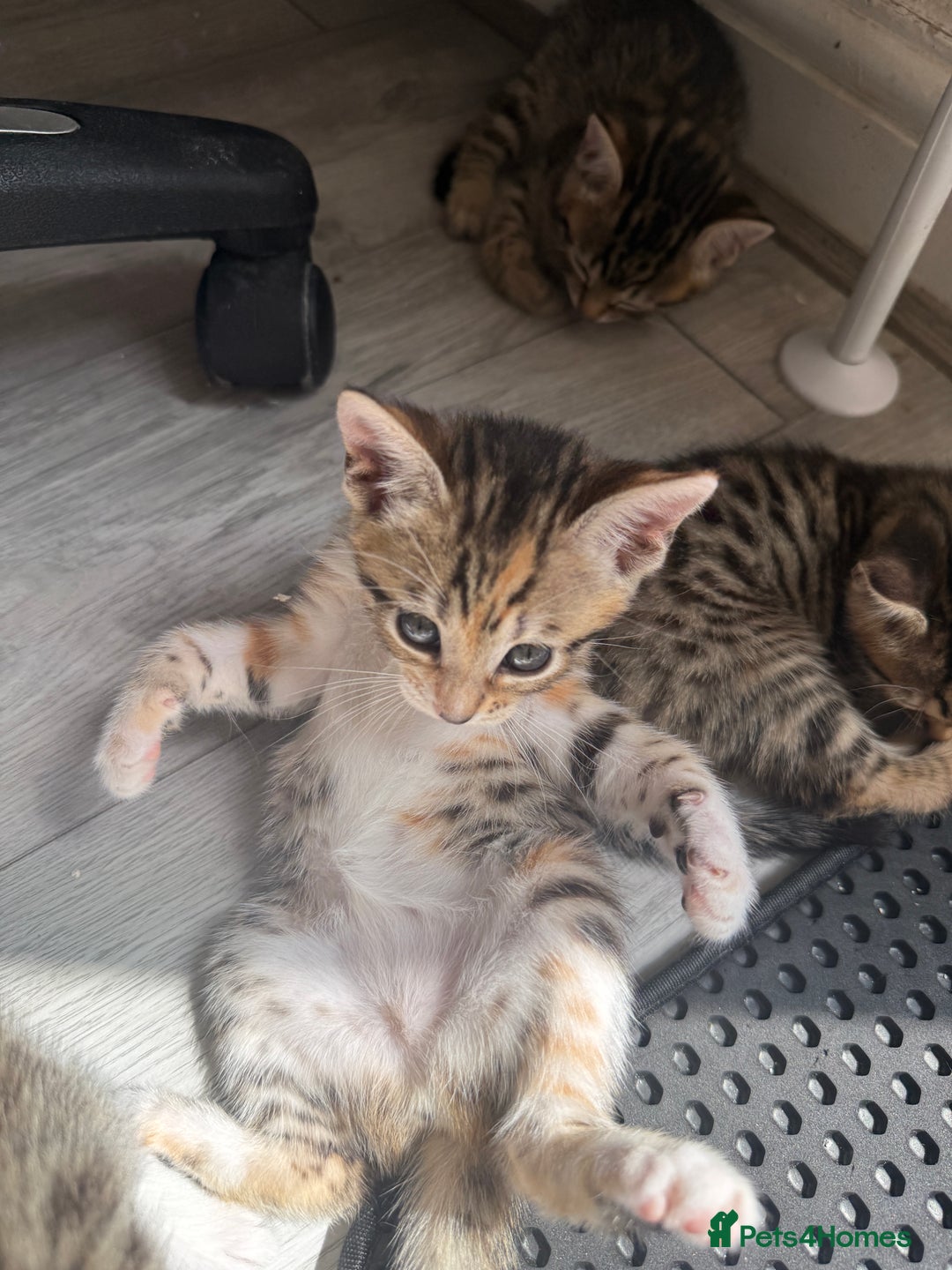 Mixed Breed cats for sale: Cutest Bengal X Kittens nearly ready to go!! - Image 8