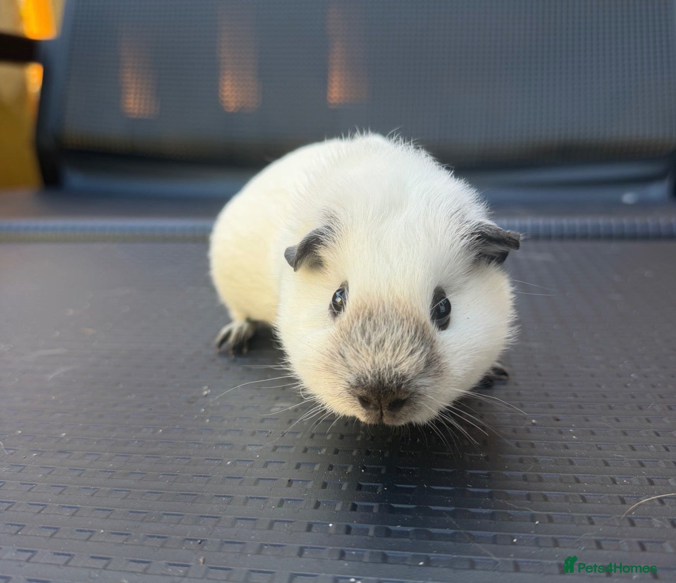 Guinea Pig rodents 12 week old male guinea pig pair - Advert 18