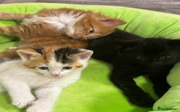 British Shorthair cats for sale: 2 female kittens (ready to go 1st December) - Image 4