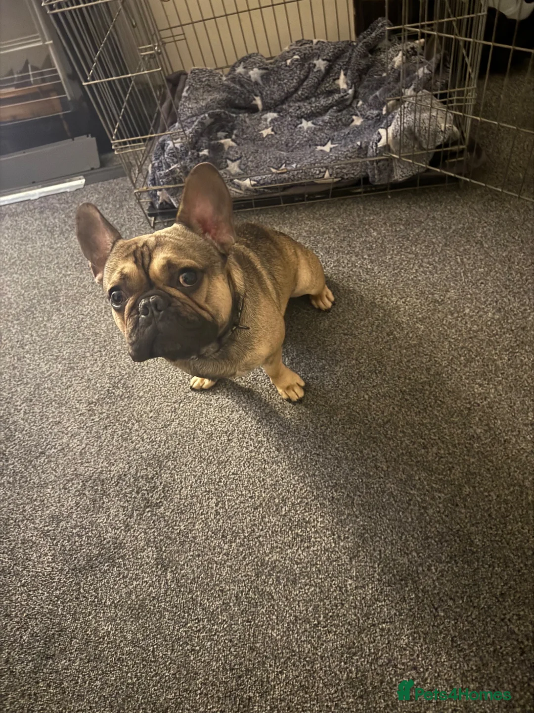 French Bulldog dogs for sale: French bulldog for sale £300 - Advert 2