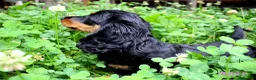 Miniature Dachshund dogs for sale: 🌟Dapple & Black Tan PRA Clear KC reg – June 26🌟 - Advert 25