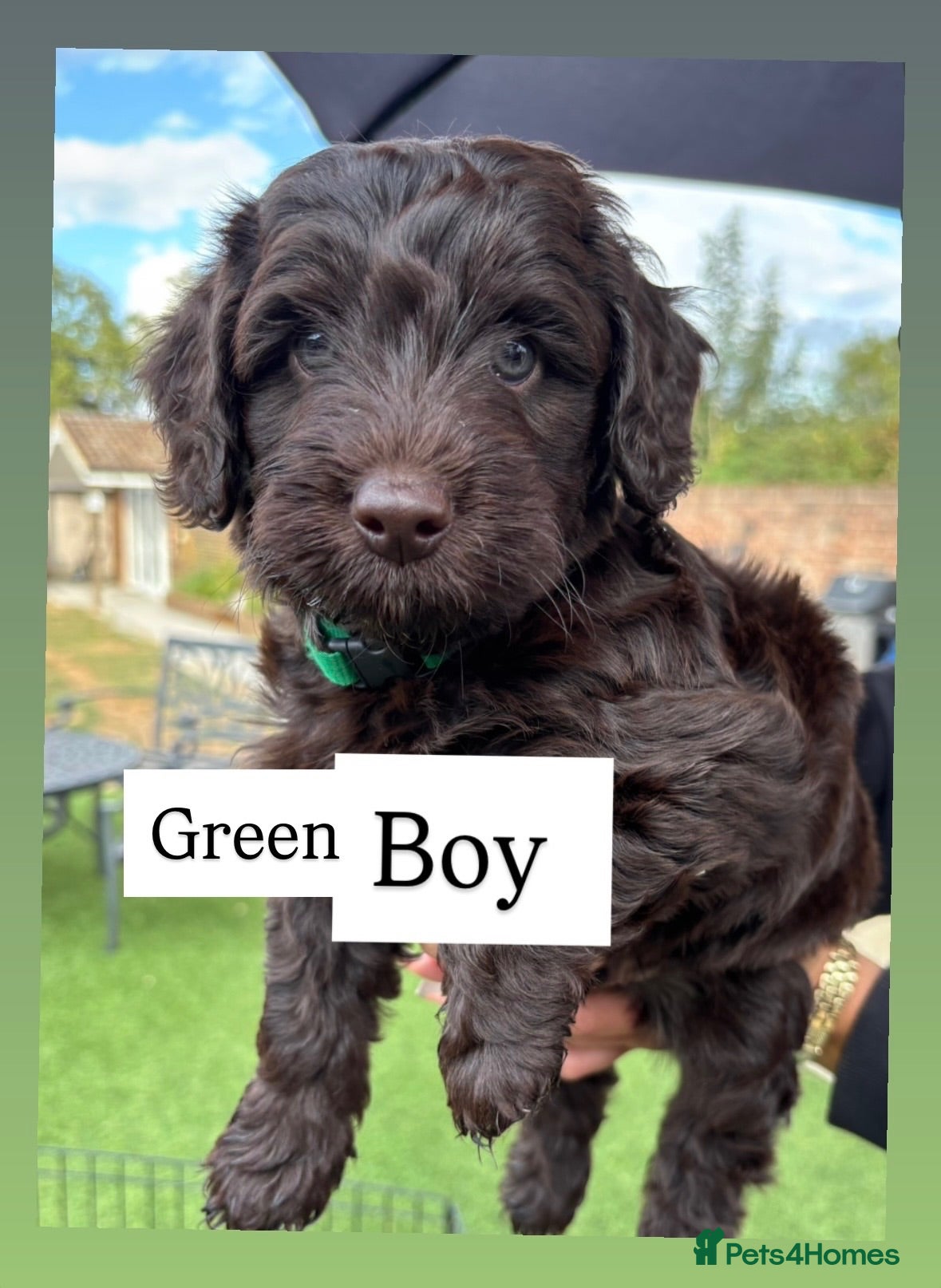 Cockapoo dogs 4 F1 chocolate cockapoos 2 boys 2 girls  - Advert 8