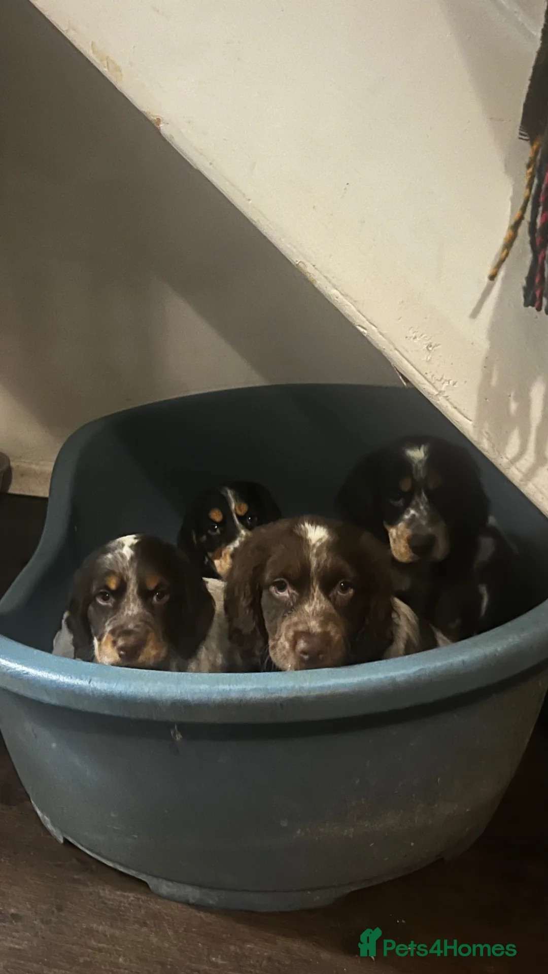 Cocker Spaniel dogs for sale: Beautiful cocker spanial pups  - Advert 6