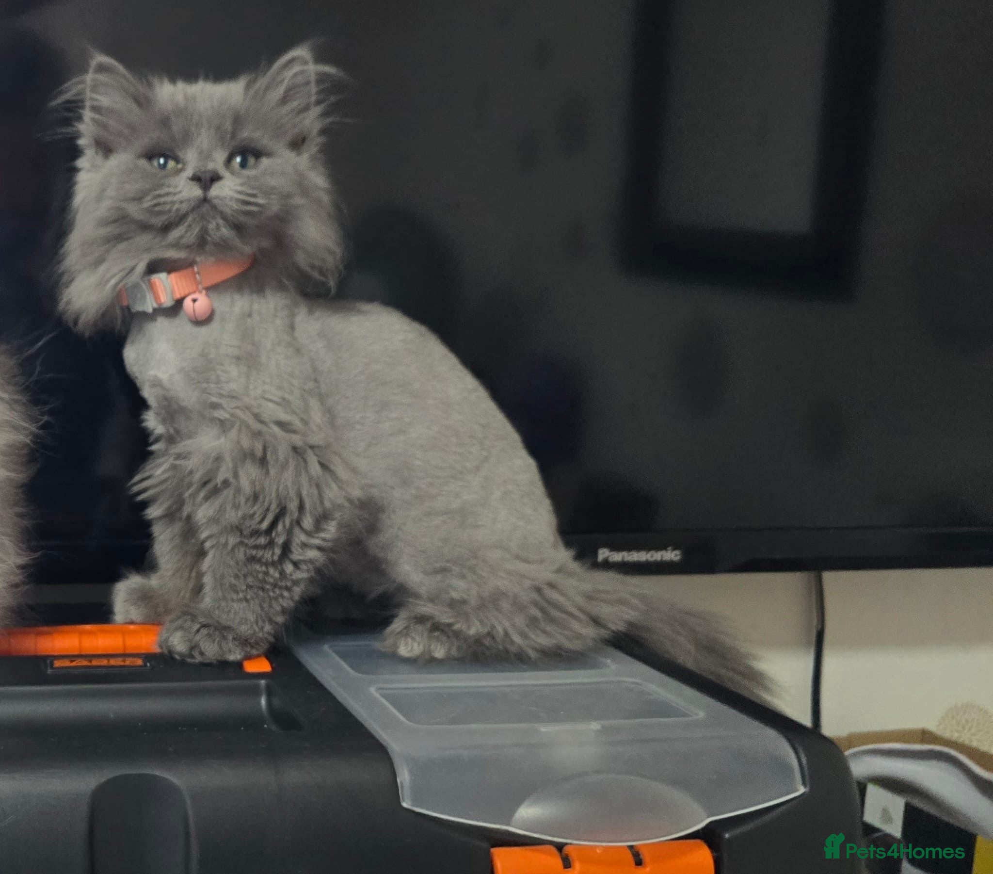 Persian cats Adorable blue Persian girl ready now  - Advert 9