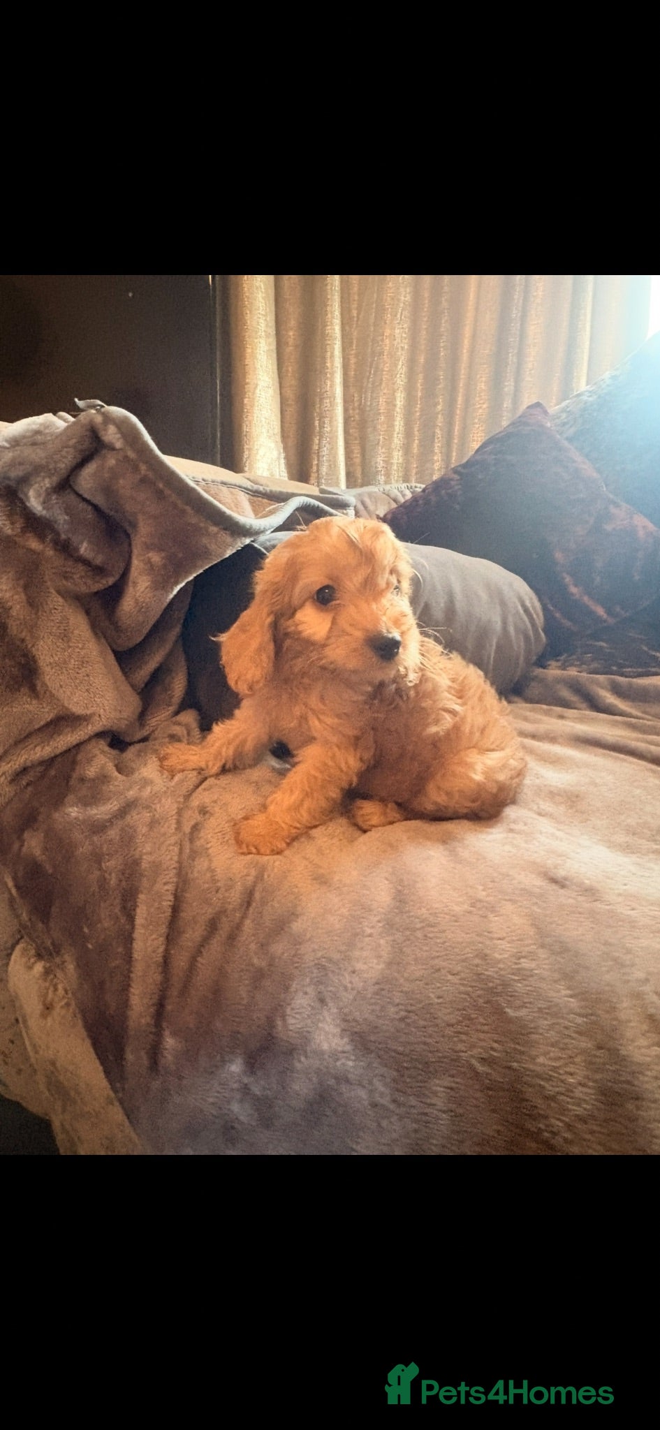Cockapoo dogs 3x left - 11-8-26 Cockapoo puppies - for new 🏠  - Advert 1