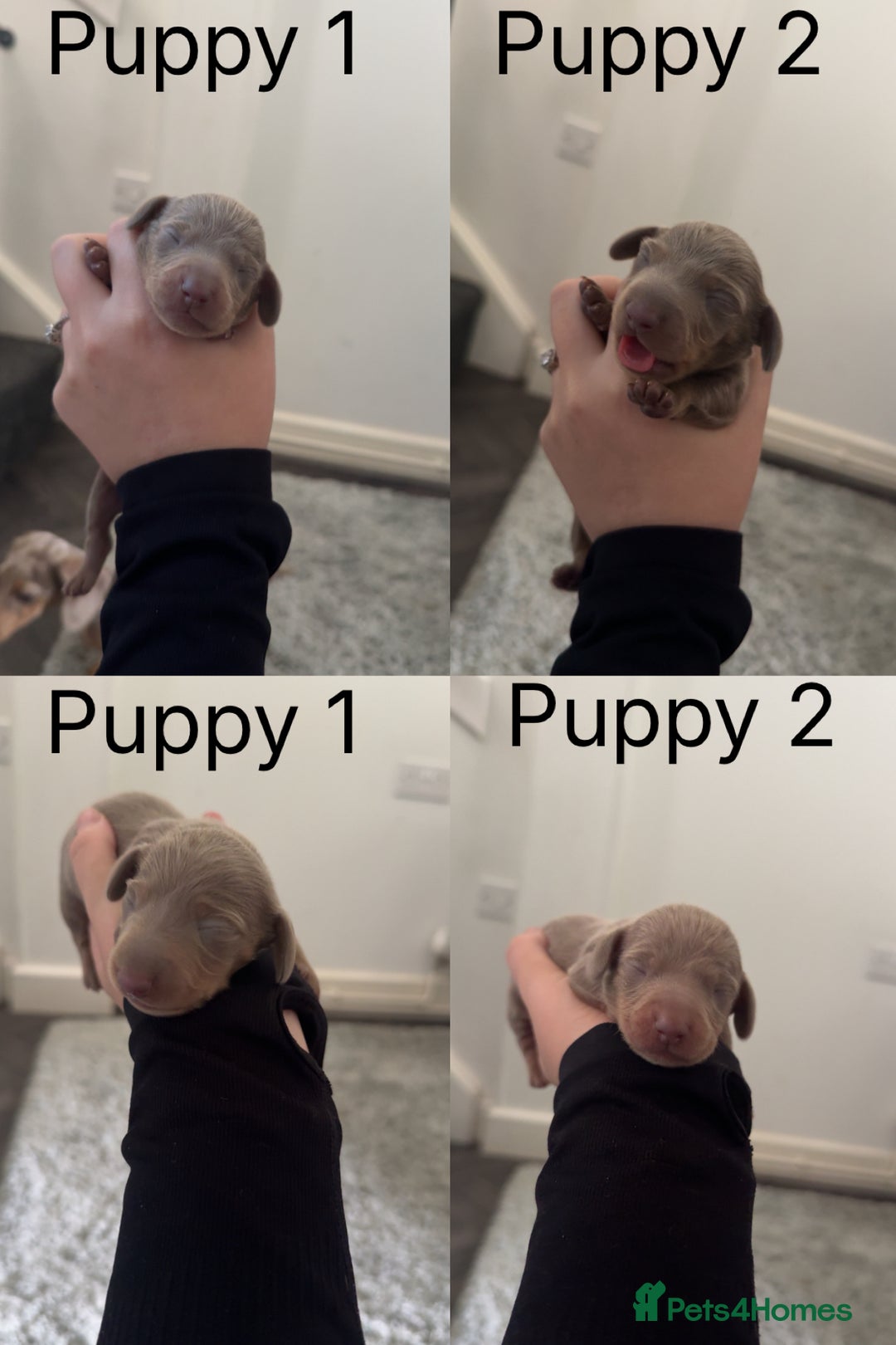 Miniature Dachshund dogs for sale: Miniature dachshunds - Advert 3