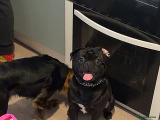 Pug dogs STUD MILO - Advert 1