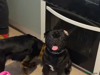 Pug dogs STUD MILO - Advert 3