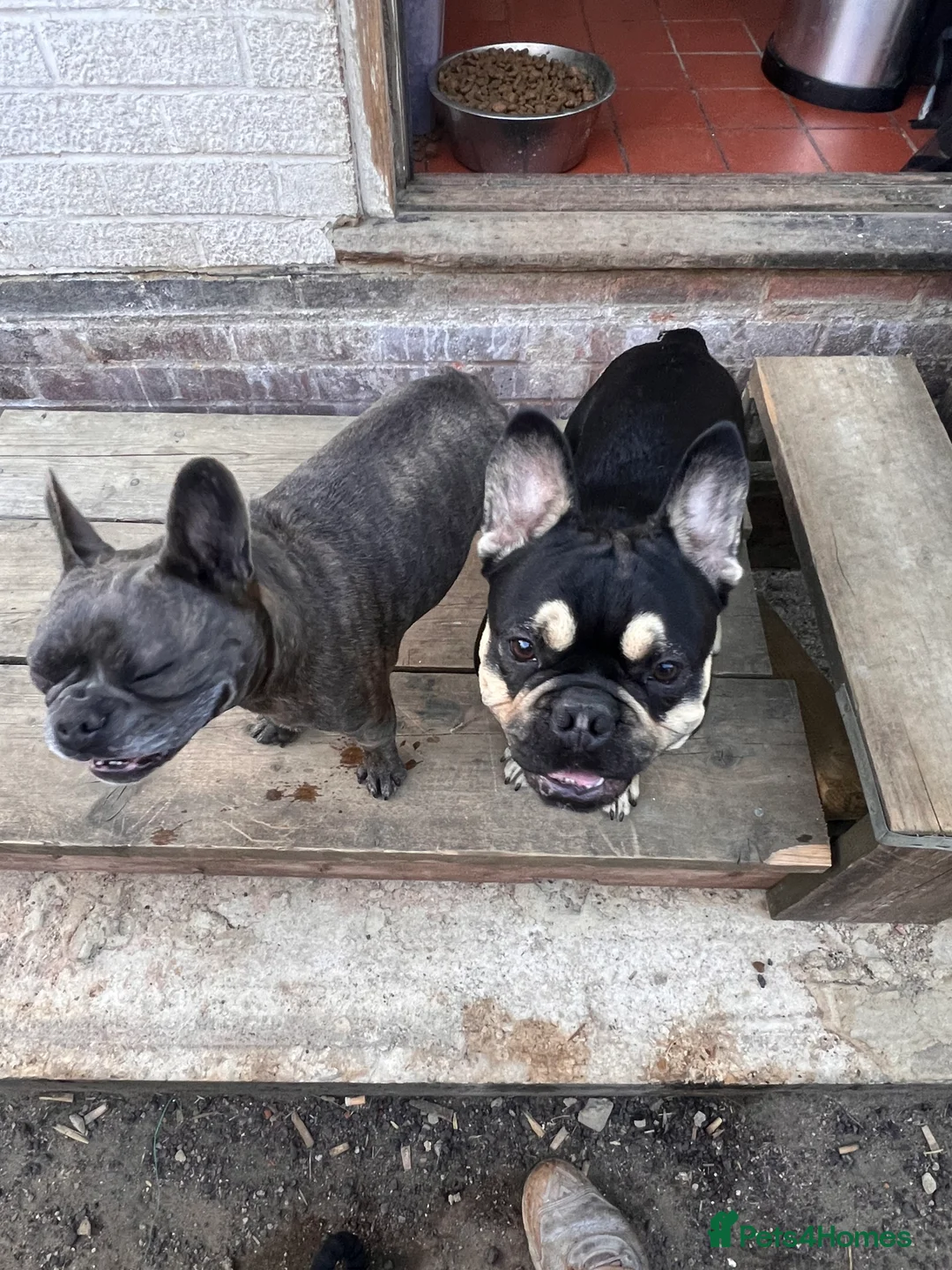 French Bulldog dogs for stud: Chocolate Tan french bulldog Burtie in Sevenoaks - Advert 8