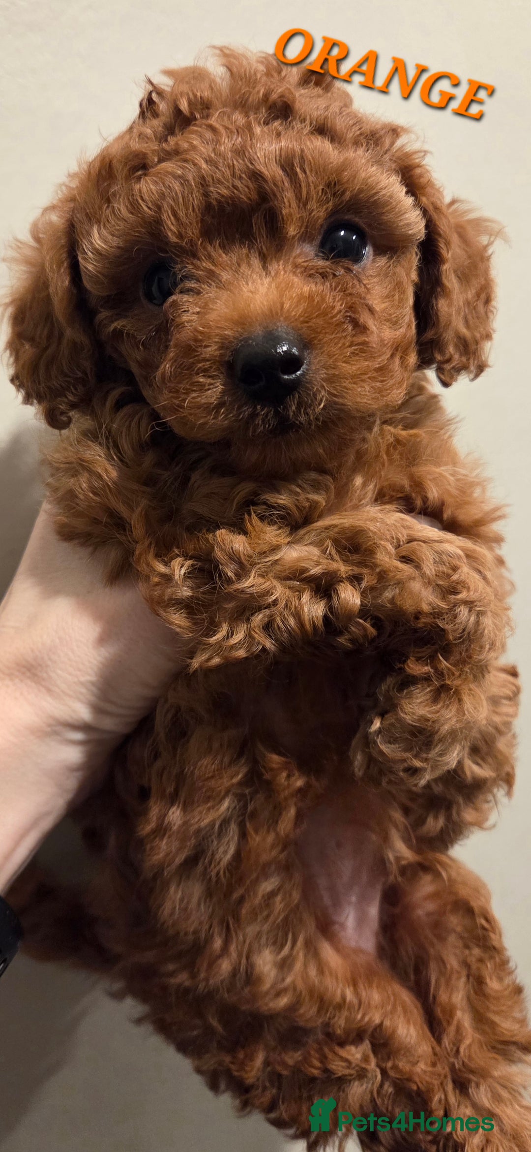 Mixed Breed dogs for sale: Toy / Aisan Poodle, Red Puppies - Advert 9