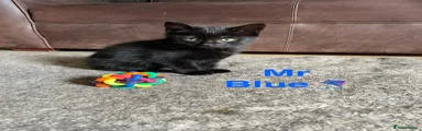 Domestic Shorthair Kitten 1