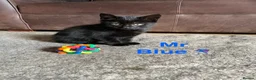 Domestic Shorthair cats for sale: ⭐️READY NOW!! ⭐️Gorgeous Black kittens🐈‍⬛ - Advert 10