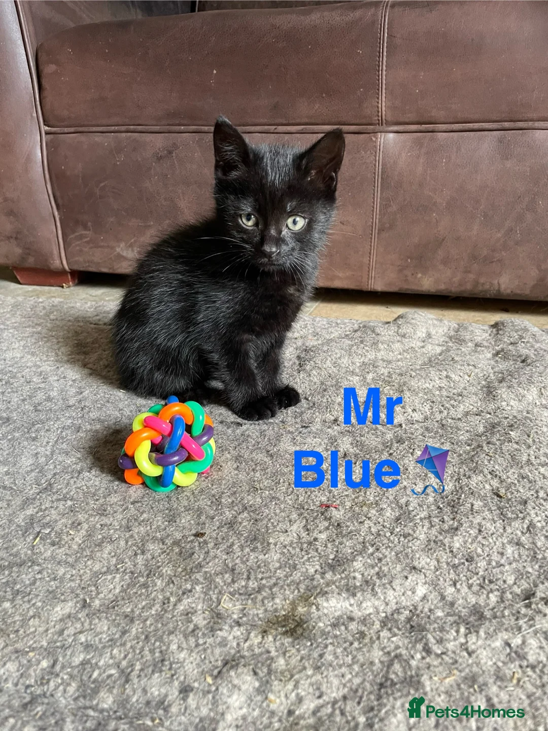 Domestic Shorthair cats for sale: ⭐️READY NOW!! ⭐️Gorgeous Black kittens🐈‍⬛ - Advert 10