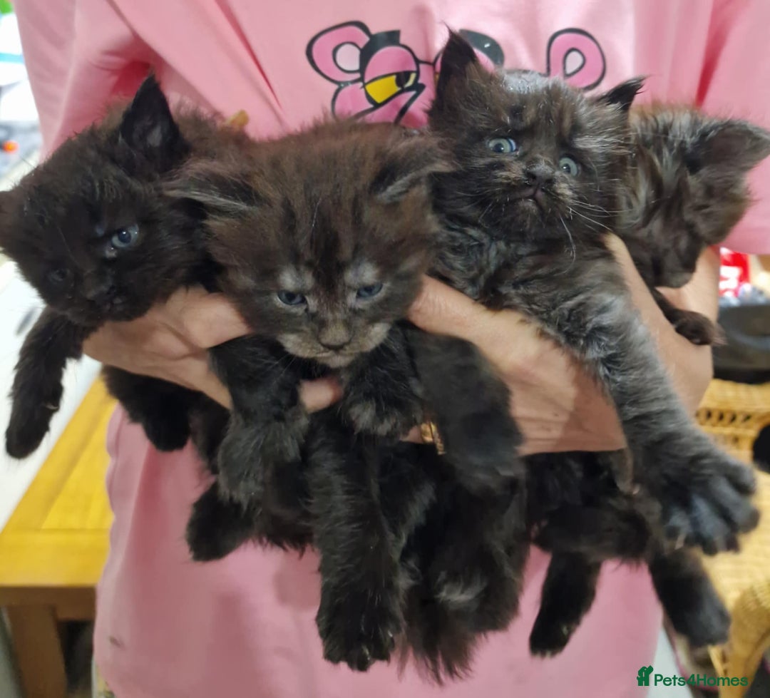 Maine Coon cats for sale: Maincoon kittens  - Advert 11