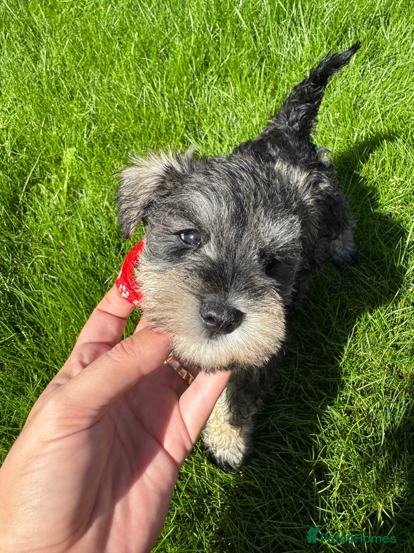 Miniature Schnauzer dogs 💙♥️2 Beautiful Boys ♥️💙 - Advert 1