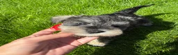 Miniature Schnauzer dogs for sale: 💙♥️2 Beautiful Boys ♥️💙 - Advert 3