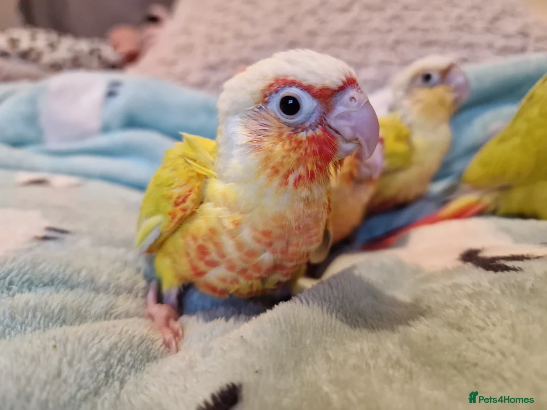 Conures birds for sale: Beautiful fully hand reared conure baby's  - Advert 15