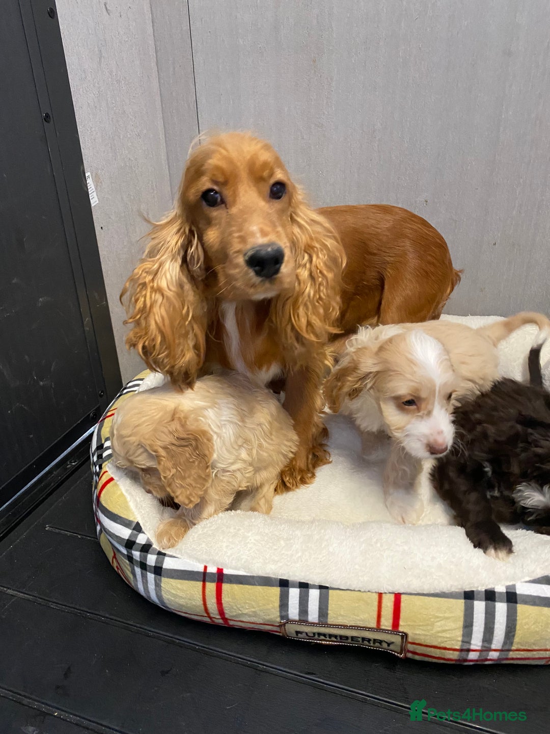 Cockapoo dogs for sale: AMAZING STUNNING F1 SHOW TYPE COCKAPOO  - Image 29