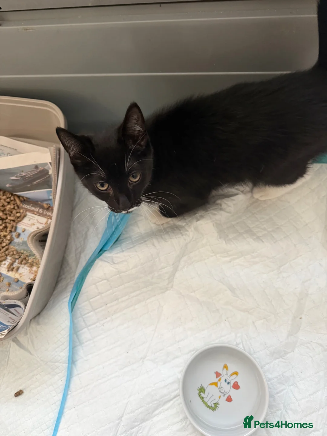 Mixed Breed cats for sale: Male kitten  - Advert 3