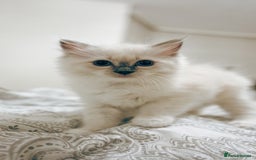 Ragdoll cats for sale: FEMALE BLUE POINT RAGOLL KITTEN - READY NOW - Image 1