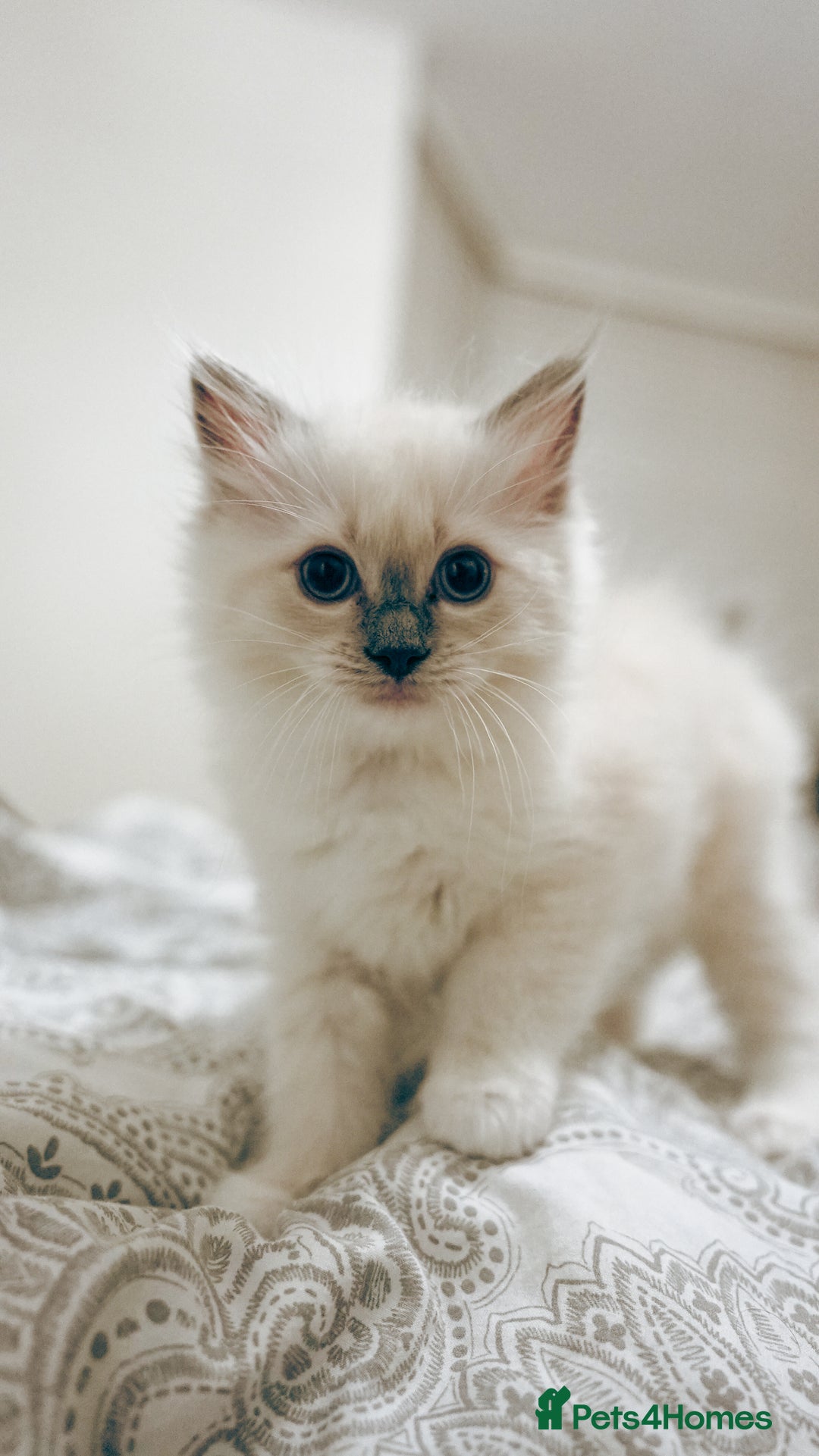 Ragdoll cats for sale: FEMALE BLUE POINT RAGOLL KITTEN - READY NOW - Image 1
