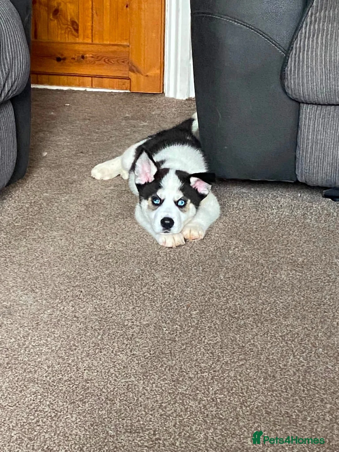 Huskita dogs for sale: Beautiful Huskey pups 3/4 still available  - Advert 2