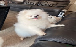 Pomeranian dogs for sale: Gorgeous pure white kc-reg Girl  - Image 8