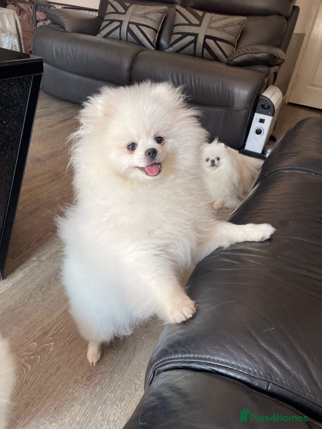 Pomeranian dogs for sale: Gorgeous pure white kc-reg Girl  - Image 8