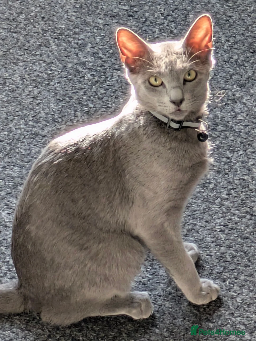 Russian Blue cats for sale: Russian Blue Girl Looking for a new home  - Advert 4
