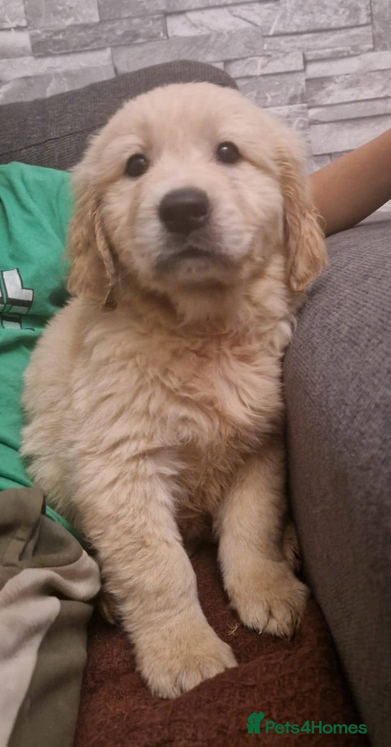 Golden Retriever dogs KC Golden Retriver READY NOW - Advert 5
