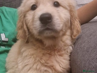 Golden Retriever dogs KC Golden Retriver READY NOW - Advert 5