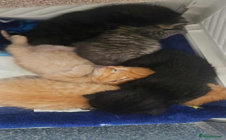Domestic Shorthair cats - Advert 11