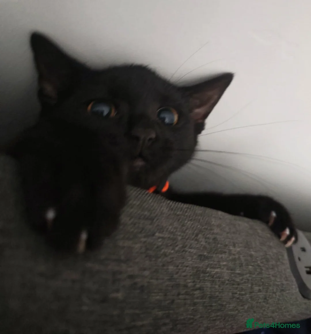 Mixed Breed cats for sale: Black kitten - Advert 2