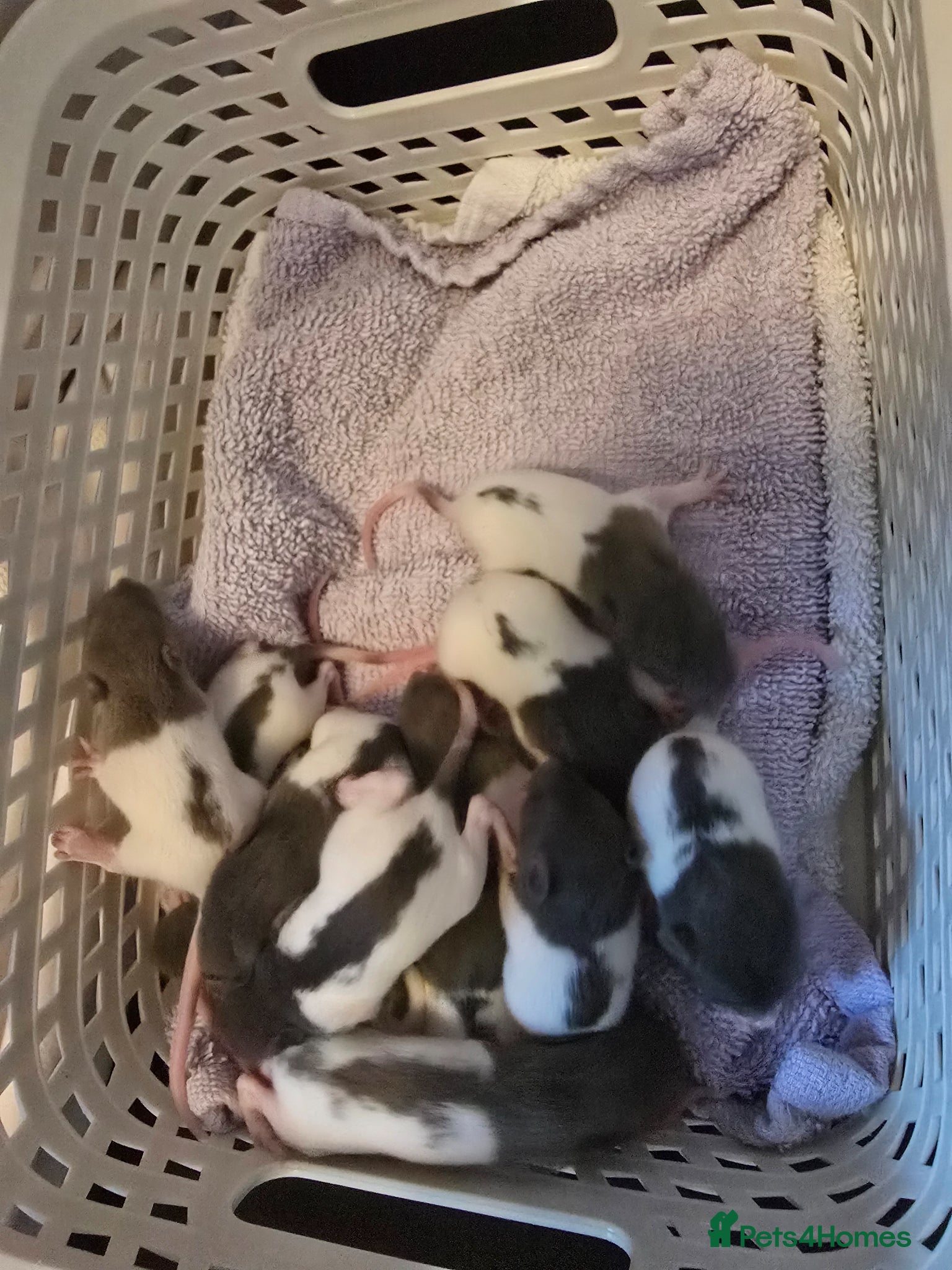 Rat rodents Baby dumbo rats for sale from 29th April - Advert 1