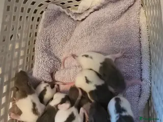 Rat rodents Baby dumbo rats for sale from 29th April - Advert 1