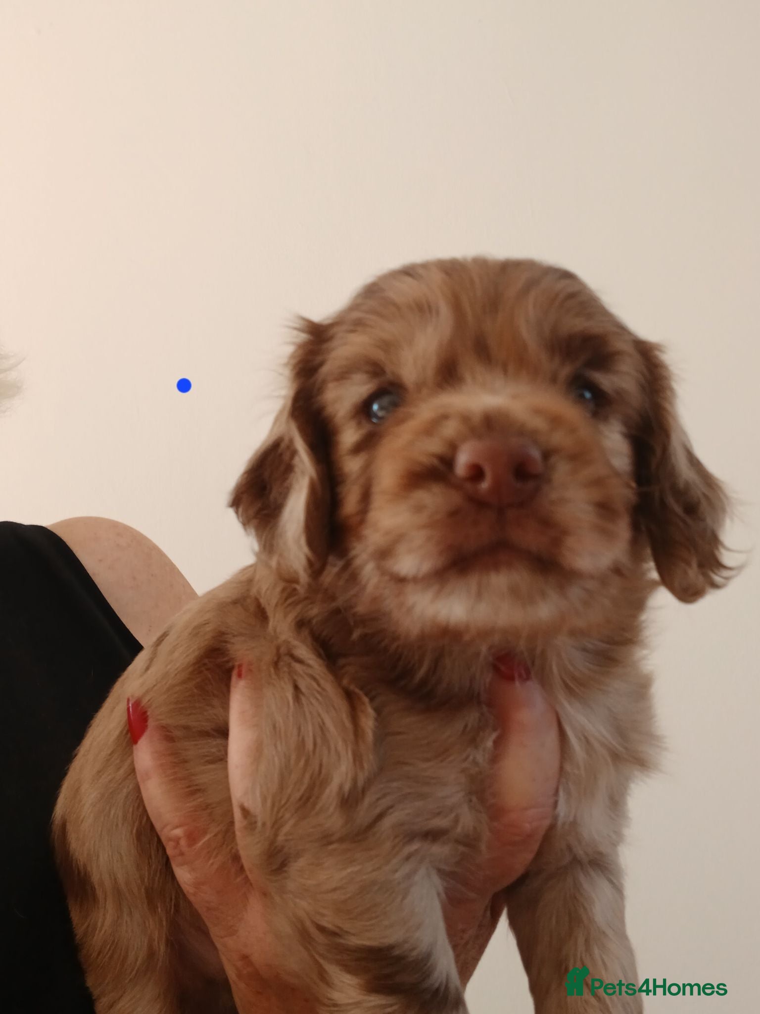 Cocker Spaniel dogs Cocker spaniels puppies  - Advert 3