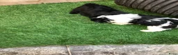 Havanese dogs for sale: Stunning Havanese puppies  in Bournemouth - Advert 3